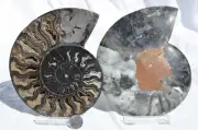 Large Black Ammonite PAIR Great Crystals 110myo FOSSIL XXL 153mm 6.0" 9351cc