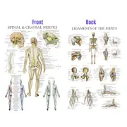 Laminated Anatomy Poster cranial nerves & ligament of joints