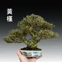 在飛比找蝦皮購物優惠-黃槿 小品盆栽 真得有夠美