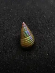 Rare, Phasianotrochus eximius rainbow kelp Maireener aboriginal sea shell #12796