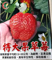 在飛比找樂天市場購物網優惠-尚未開花 [ 2021最新品種巨無霸草莓盆栽 超大草莓] 5