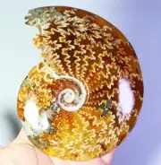 1.1lb Collection ! Natural Ammonite Shell Fossil Crystal Stone Mineral Specimen