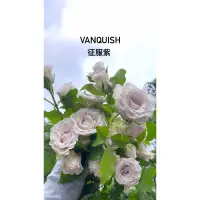 在飛比找蝦皮購物優惠-Vanquish 征服紫 紫灰色玫瑰花 植株 盆栽 無根保濕