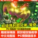 【PC模擬器遊戲】超級瑪利歐兄弟：驚奇 馬里奥 Switch模擬器遊戲 中文完整版 電腦單機遊戲