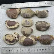 10 Incomplete Crab Fossils from the Jurassic and the Age of Dinosaurs