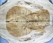 Figure Electric Guitar Top Quilted Maple Wood Worm-hole For Stabilized Make