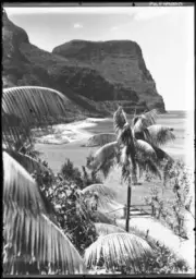 Lord Howe Island Looking through palm trees at the edge of Mount G - Old Photo