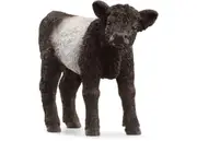 Galloway Calf