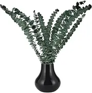 Eucalyptus Garland for Shower | Natural Real Live Eucalyptus Leaves Greenery Stems - Natural Eucalyptus Leaves, Greenery for Vase, Floral