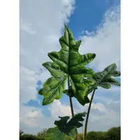 在飛比找蝦皮購物優惠-傑克林觀音蓮 Alocasia jacklin（觀葉植物 雨