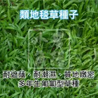 在飛比找iOPEN Mall優惠-【現貨。不用再問】類地毯草 種子 草皮 草坪 可用 庭園 草