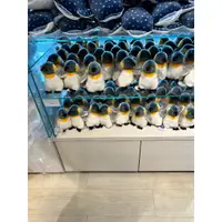 在飛比找蝦皮購物優惠-只有一隻『現貨 非仿製品』日本 正版 大阪海遊館 水族館 企