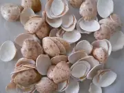 Clam Shells, 1 1/4" -1 3/4", Mixed Beiges, 10.8 Oz, Beach Crafts, Terrariums