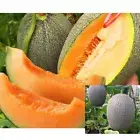 ROCKMELON Heirloom Mix 80 Seeds Cantaloupe SWEET MELON vegetable spring garden