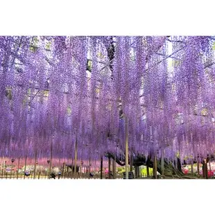 找到了旅遊~紫藤東京立山黑部雪壁合掌村雙溫泉6日單人券 7313473