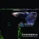 【AC草影】日本藍紫尾禮服孔雀（對魚）【一對】