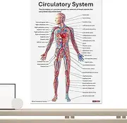 Muscle Anatomy Poster - 16X Muscular Posters - Comprehensive Educational Anatomical Charts For Studying Teaching Students