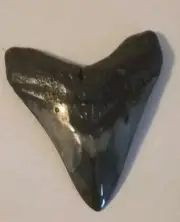 V SHAPED FOSSIL MEGALODON SHARK TOOTH PRISTINE QUALITY