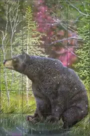 Tile Mural Backsplash Ceramic Sparks Bear Animal Wildlife Art JSA028