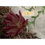 [植藝佳]鯊魚劍仙人掌 魚骨令箭 鯊魚劍曇花 15公分現剪枝條