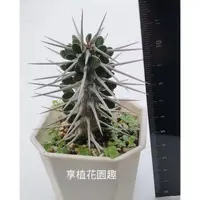 在飛比找蝦皮購物優惠-（享植花園趣） 地獄魔針 魔針地獄 多肉植物 微根 刺