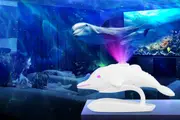 Dolphin Star Projector Kids Bedroom Galaxy Starry Ceiling Night Light with Remote Control