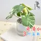 【小品文化】斑葉黃槿【現貨】3吋條紋圓免澆水盆栽 懶人盆栽 觀葉植物 室內植物 自動吸水 創意花盆 居家辦公盆花