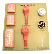Eisco Labs Tapeworm / Taenia - Solium model