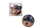 Tapestry Pet Cat Dog Square Cushion Cover 43 x 43 cm