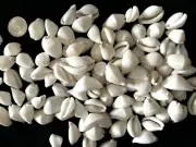 35 Small Egg Cowry - Violet And White- Shell Craft Supply, Calpurnus Verrucosus