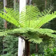 Scaly Tree Fern Cyathea Cooperi Sphaeropteris, ~`10 000 Spores Seeds not cheff!!
