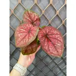 青莛植日-粉紅寶石彩葉芋-3寸