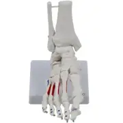 Life Size Human Foot and Ankle Model Practical Human Foot Joint Skeleton Model