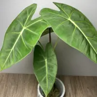 在飛比找露天拍賣優惠-超美新品 絨葉觀音蓮 Alocasia 室內植物 觀葉植物 