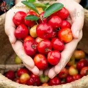 Acerola Cherry Seeds Barbados Cherry Wild Crepe Myrtle , Malpighia Emarginata