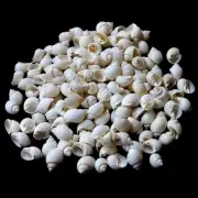Small Tun White Shells Natural Sea Shell approx.100 pcs