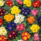 80 x PRIMULA VERIS MIX PRIMROSE PERENNIAL SEEDS