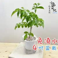 在飛比找蝦皮商城優惠-【小品文化】進財樹【現貨】4吋透明免澆水盆栽 懶人盆栽 觀葉