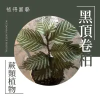 在飛比找蝦皮購物優惠-植得｜黑頂卷柏｜蕨類植物｜稀有款