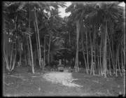 People and a horse standing amongst palm trees, Lord Howe Island, - Old Photo