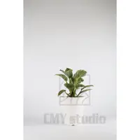 在飛比找蝦皮購物優惠-鉑金蔓綠絨Philodendron Birkin