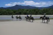 Cape Tribulation Mid Morning Beach Horse Ride - Cape Tribulation