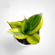 Sansevieria Green Mould Striata Variegated Rare Uniqe Snake Plant