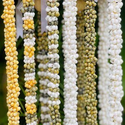 Hawaiian Store Mongo Shell Lei Necklace (Choose Color & Length)