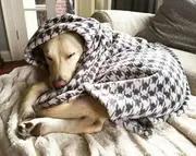 Bezzilish Home Premium Dog/Cat Blanket, Soft and Warm Pet Throw for Dogs & Cats Double ply for all season 50 X 80 inches Multicolor - (Pack of 1)
