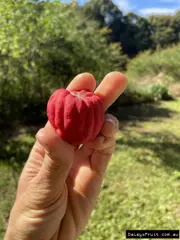 Buy Lilly Pilly Red Apple Plant/Shrub - Acmena ingens