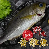 在飛比找蝦皮購物優惠-【帥哥魚】🔥限定海魚🔥野生黃雞魚 澎湖 黃雞魚 三線雞魚 黃