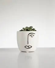 Succulent “Titanopsis” in Face Pot (60mm)