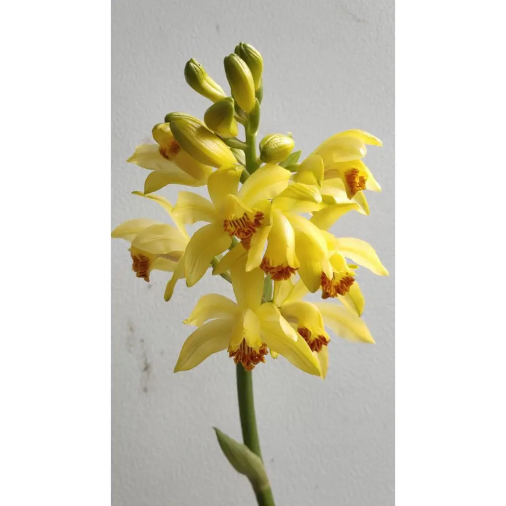 台灣原生蘭花的比價推薦- 2026年01月|飛比價格