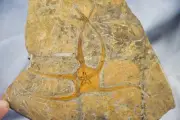 Brittle Star Starfish 450myo FOSSIL 274mm GEOCOMA CORINATA 6.5" 165mm 5017cc